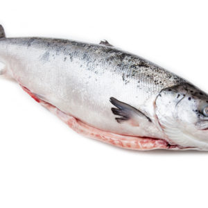Whole Scottish salmon fish (3.6kg ) isolated on a white studio background.